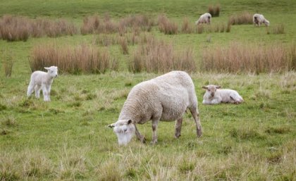 Sheep grazing in a paddock.